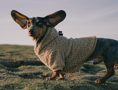 Increasing pet ownership and rising disposable incomes are key growth drivers in the Latin America pet care market.