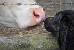 Dog With Cow Claudiawollesen Pixabay