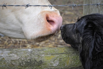 Dog With Cow Claudiawollesen Pixabay