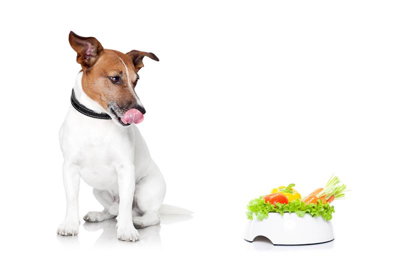 Dog With Healthy Bowl Javier Brosch Bigstock