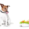 Dog With Healthy Bowl Javier Brosch Bigstock