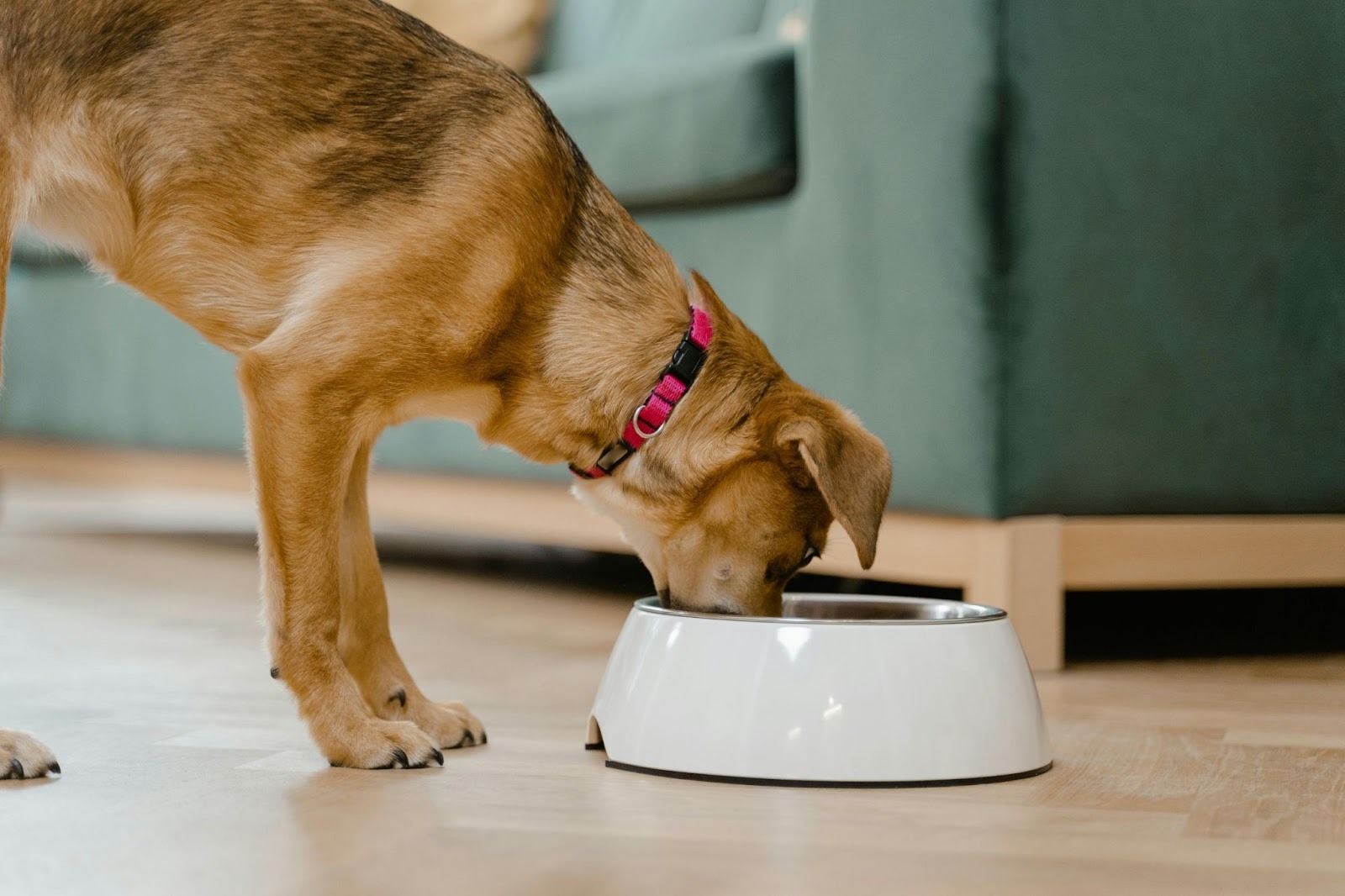 Ohly Dog Eating From Bowl