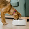 Ohly Dog Eating From Bowl