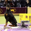 Penny the Doberman Pinscher took home the highest title and was named Best in Show at the 150th Westminster Kennel Club Dog Show.