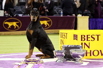 Penny the Doberman Pinscher took home the highest title and was named Best in Show at the 150th Westminster Kennel Club Dog Show.