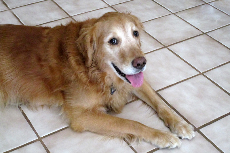 Despite some pets now living into their 30s, no evidence-based nutritional guidelines exist for senior animals &mdash; and current 'senior pet diets' may be more marketing than science.