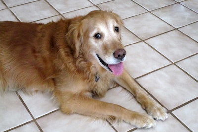 Despite some pets now living into their 30s, no evidence-based nutritional guidelines exist for senior animals &mdash; and current 'senior pet diets' may be more marketing than science.