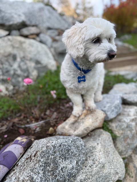 Teddy, the 2026 Pedigree Foundation Rescue Dog of the Year.