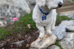 Teddy, the 2026 Pedigree Foundation Rescue Dog of the Year.