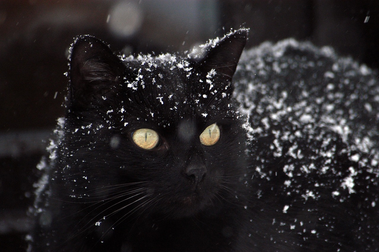 Thomas Ritter Black Cat In Snow Pixabay