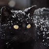 Thomas Ritter Black Cat In Snow Pixabay