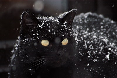 Thomas Ritter Black Cat In Snow Pixabay