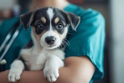 Veterinarians report benefits with fresh formulations when dogs refuse traditional prescription diets.