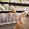 David Rönnberg, CEO of Musti Group, said that following a slow start in the first quarter of last year, 2025 represented a rebound year for the pet care business.