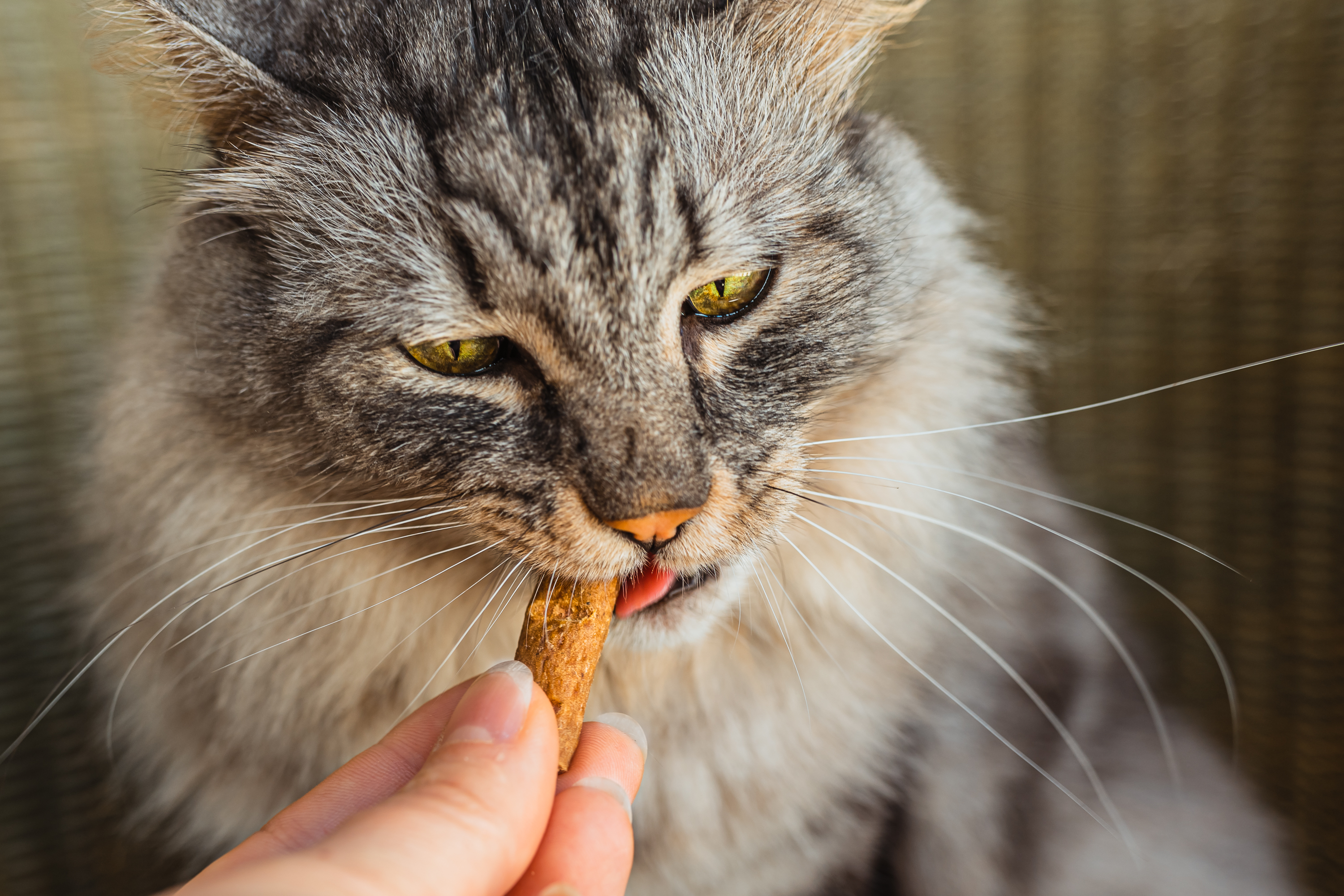 Bigstock Gray Domestic Cat Eats Supplement Lariskstefania