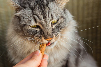 Bigstock Gray Domestic Cat Eats Supplement Lariskstefania