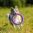 When it comes to their pets' health, today's pet parents are more proactive than ever, and their wellness priorities look a lot like our own.
