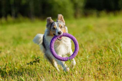 When it comes to their pets' health, today's pet parents are more proactive than ever, and their wellness priorities look a lot like our own.
