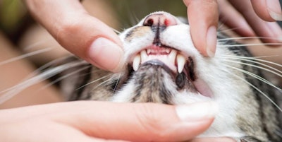 Cat Teeth Examine Pabst Ell I Stock com