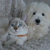Dog And Cat Jaclou Dl Pixabay com