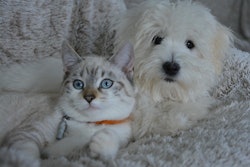 Dog And Cat Jaclou Dl Pixabay com