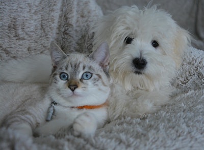 Dog And Cat Jaclou Dl Pixabay com
