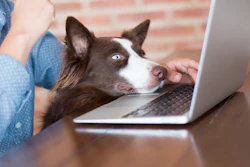 Dog Owner Laptop