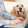 Golden Lab With Owner On Laptop
