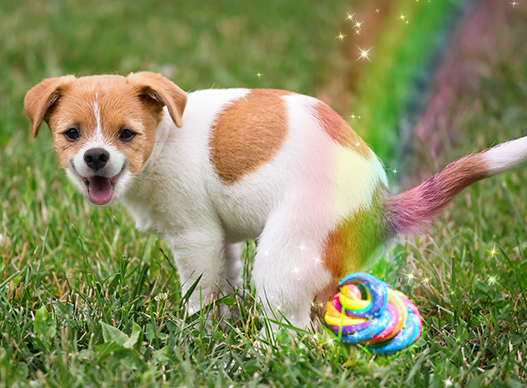 In a surprising development, some pets involved in these trials have reportedly exhibited unexpectedly vibrant stool coloration, resembling unicorn poop.