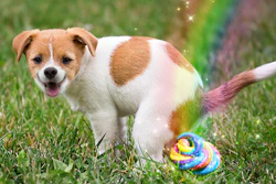 In a surprising development, some pets involved in these trials have reportedly exhibited unexpectedly vibrant stool coloration, resembling unicorn poop.