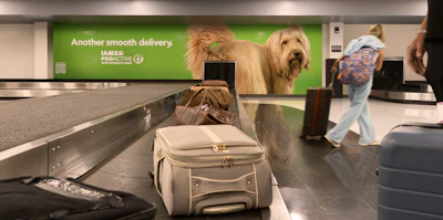 'Smooth Deliveries' campaign spotlights new IAMS PROACTIVE 5 benefit system featuring prebiotics, natural fibers and essential nutrients to support pet digestive health.