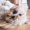 Lhasa Apso On Back Picsby Fran Pixabay com