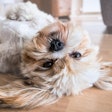 Lhasa Apso On Back Picsby Fran Pixabay com