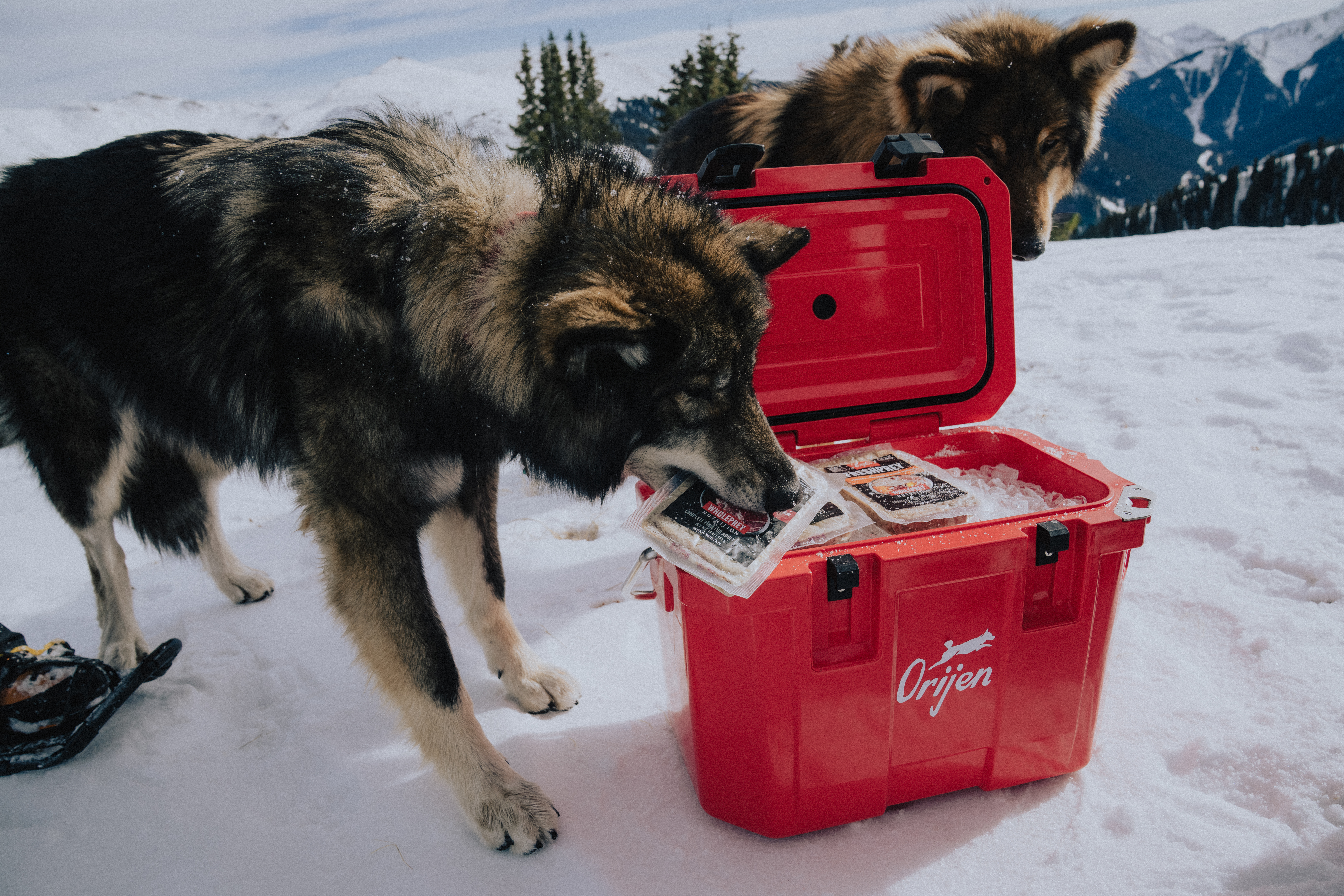 Oliver Sutro 260113 07432