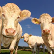 Whole-animal utilization can create a new ingredient supply streams for pet food manufacturers while improving economic and environmental outcomes across the supply chain.