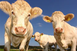 Whole-animal utilization can create a new ingredient supply streams for pet food manufacturers while improving economic and environmental outcomes across the supply chain.