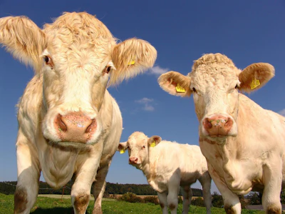 Whole-animal utilization can create a new ingredient supply streams for pet food manufacturers while improving economic and environmental outcomes across the supply chain.