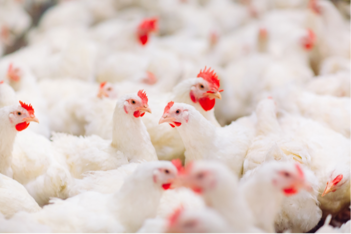 Poultry