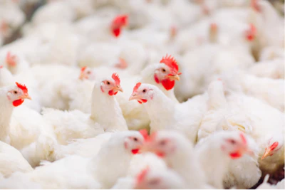Poultry