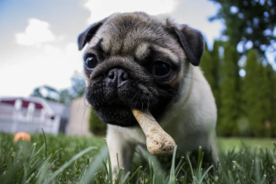 Pug With Treat Sng Photography Pixabay