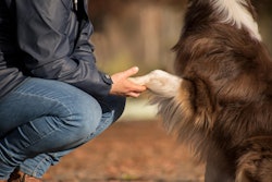 Rebeccaspictures Dog 5730166 1280