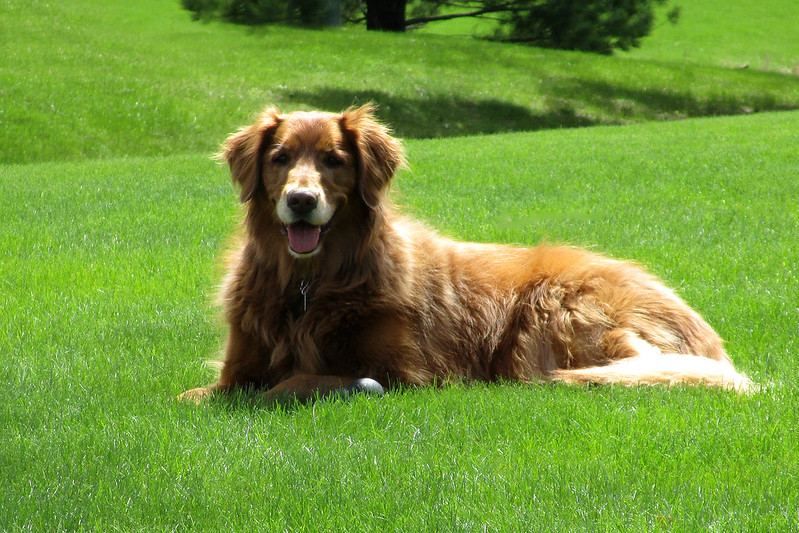 A new, peer-reviewed study has been published in the Journal of Animal Science evaluating the inclusion of plasma in diets for senior dogs experiencing mobility challenges.