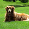 A new, peer-reviewed study has been published in the Journal of Animal Science evaluating the inclusion of plasma in diets for senior dogs experiencing mobility challenges.