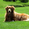 A new, peer-reviewed study has been published in the Journal of Animal Science evaluating the inclusion of plasma in diets for senior dogs experiencing mobility challenges.