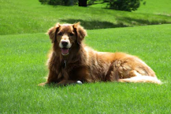 A new, peer-reviewed study has been published in the Journal of Animal Science evaluating the inclusion of plasma in diets for senior dogs experiencing mobility challenges.