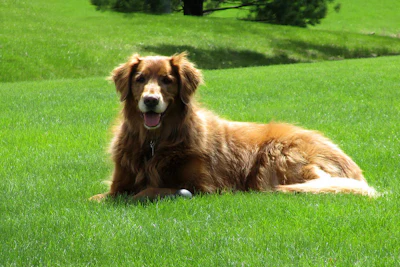 A new, peer-reviewed study has been published in the Journal of Animal Science evaluating the inclusion of plasma in diets for senior dogs experiencing mobility challenges.