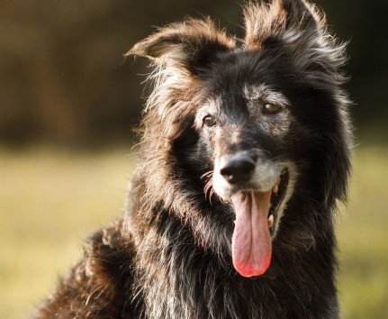 Pets are living longer, fuller lives, providing significant opportunities for the pet food industry to step in and provide catered nutritional options for senior animals.