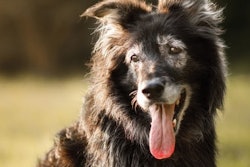 Pets are living longer, fuller lives, providing significant opportunities for the pet food industry to step in and provide catered nutritional options for senior animals.