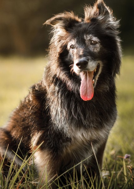 Pets are living longer, fuller lives, providing significant opportunities for the pet food industry to step in and provide catered nutritional options for senior animals.