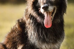 Pets are living longer, fuller lives, providing significant opportunities for the pet food industry to step in and provide catered nutritional options for senior animals.